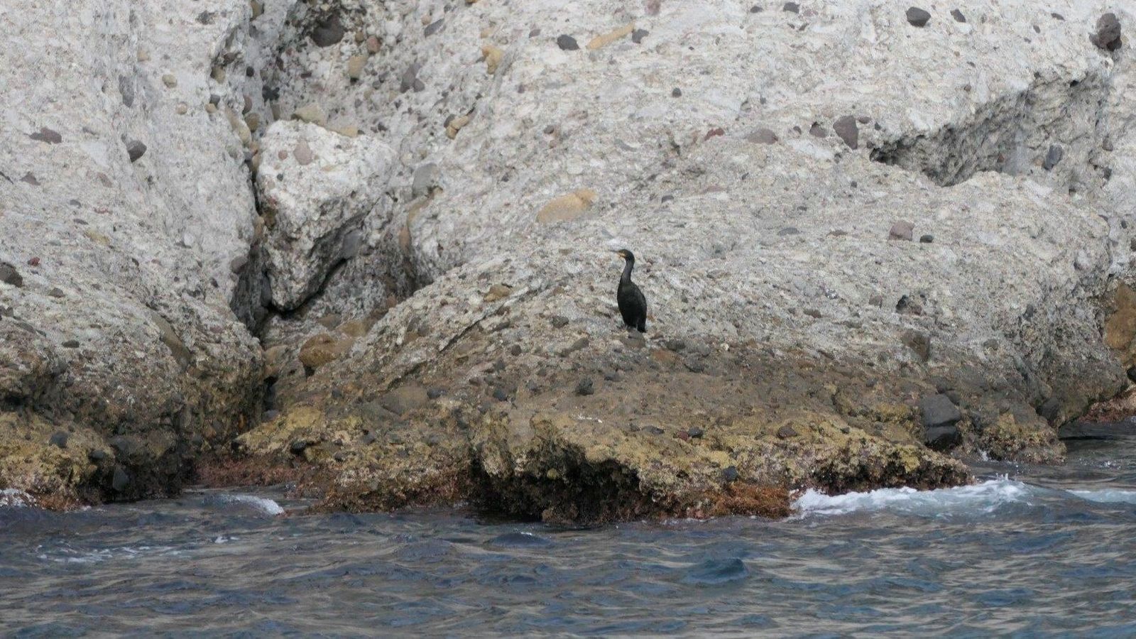 Uno de los cormoranes moñudos localizados en las calas de Almería por los agentes de Medio Ambiente