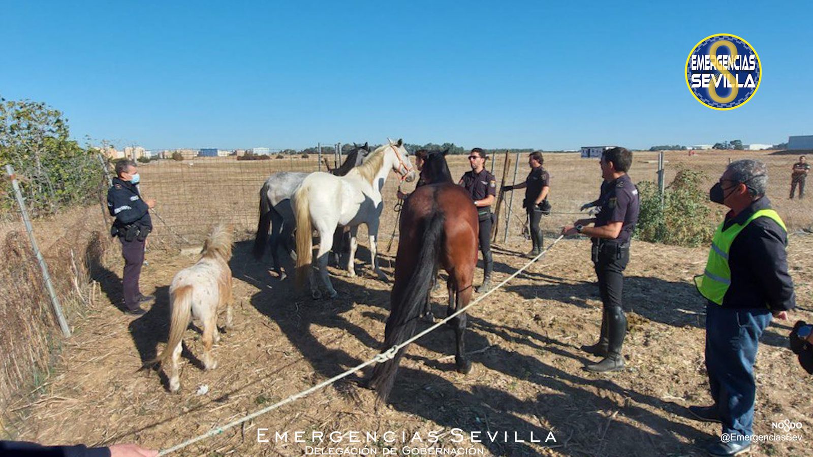 Los caballos, retirados por la Policía.