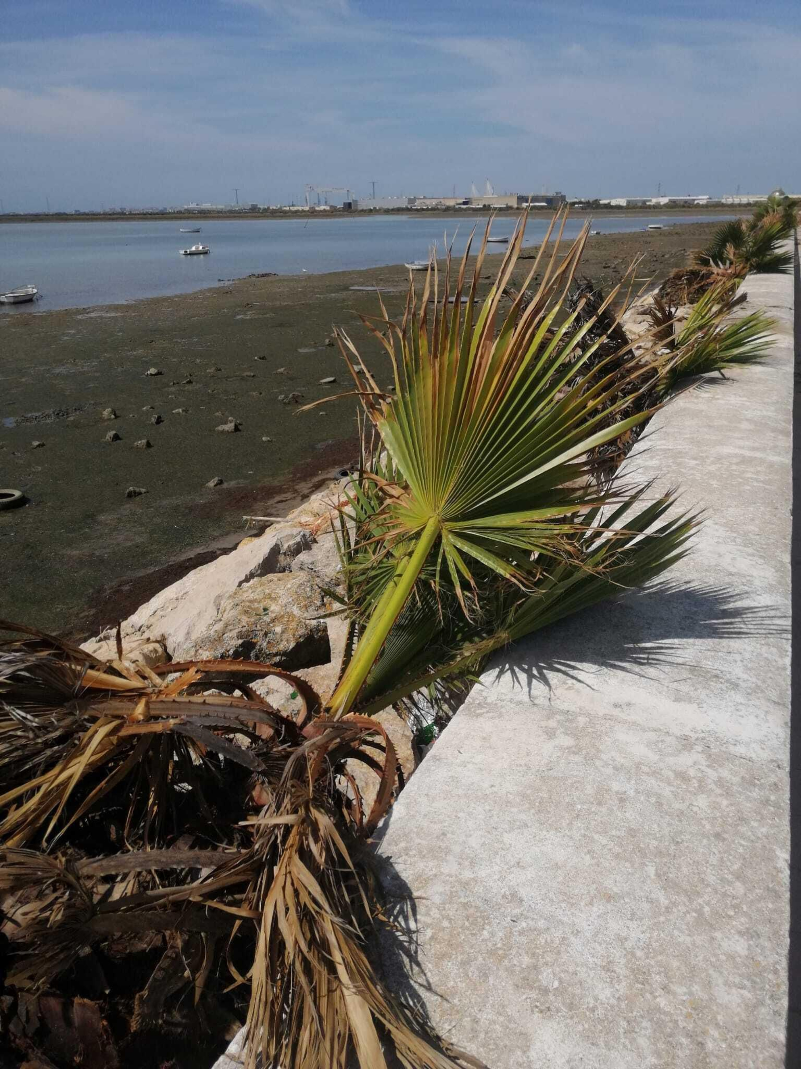 Limpieza de las escolleras del Paseo Marítimo Limpieza de las escolleras del Paseo Marítimo