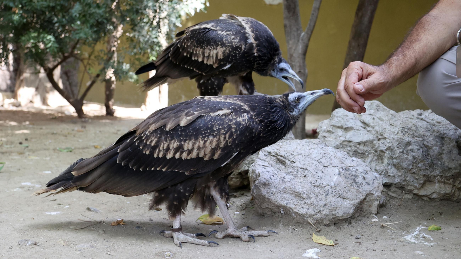 Crías de alimoche nacidas en el Zoo de Jerez este año. Crías de alimoche nacidas en el Zoo de Jerez este año.