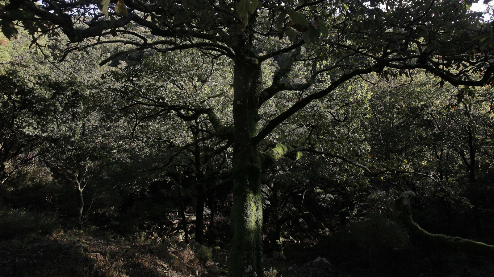 Sendero de la finca Murta en Los Barrios