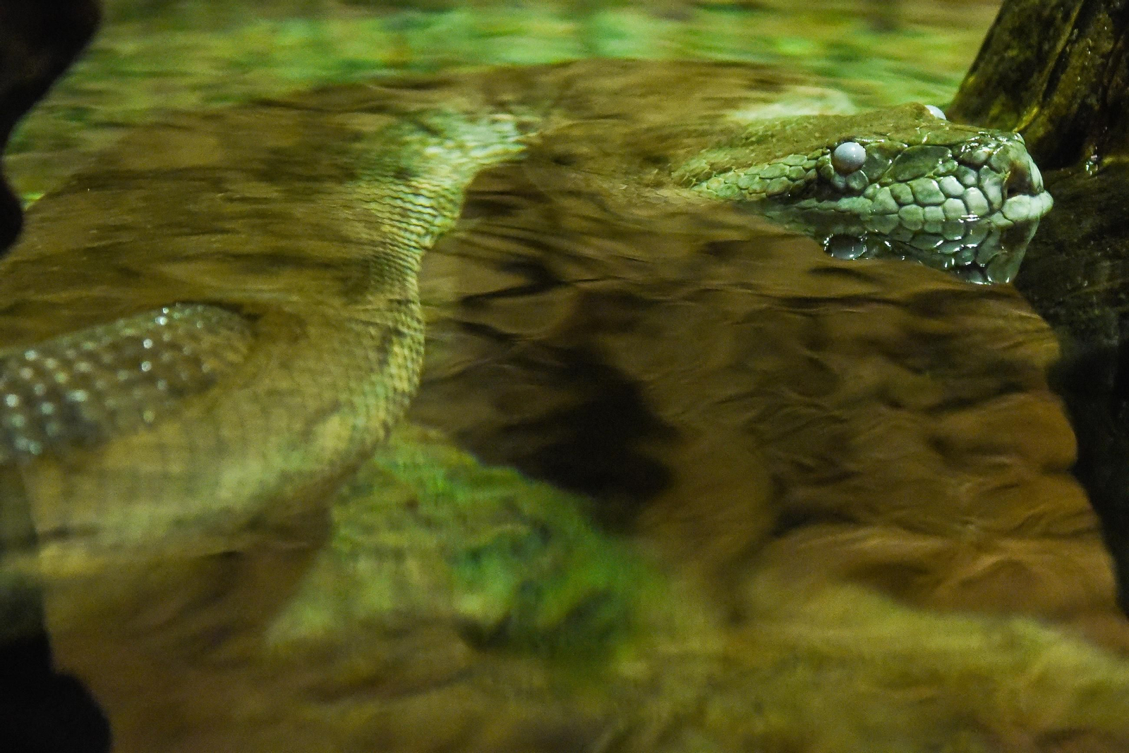 10 aniversario del Acuario de Sevilla