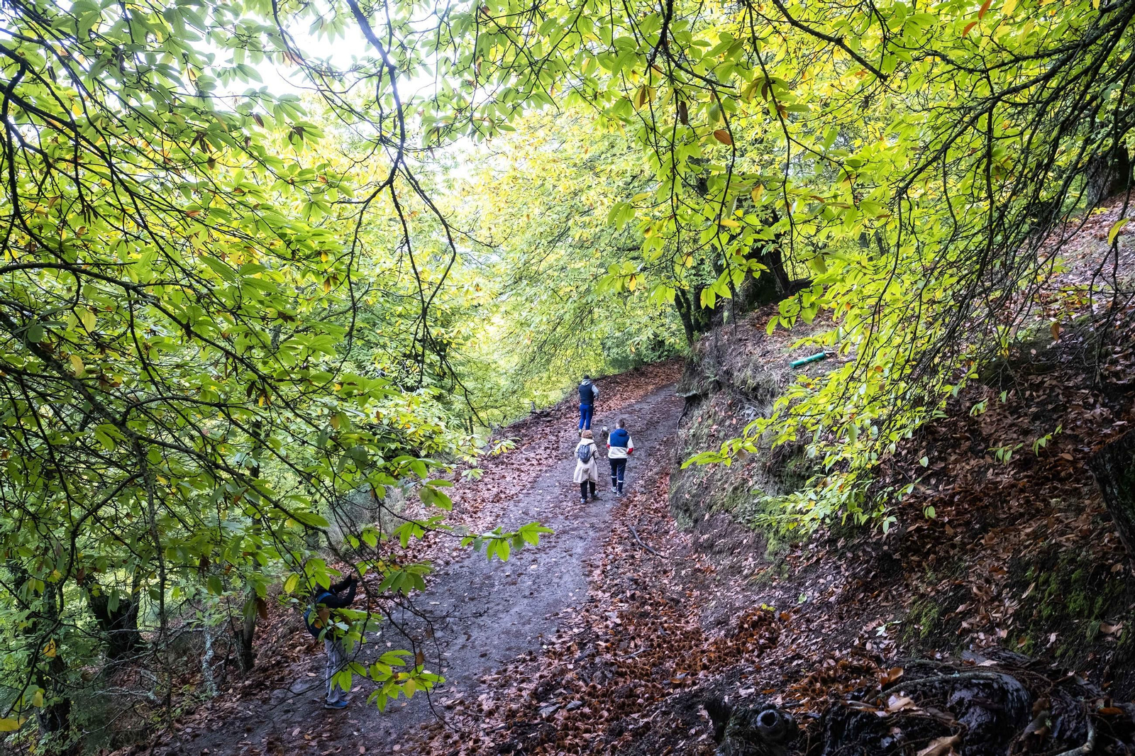 Primeros visitantes en el Bosque de Cobre