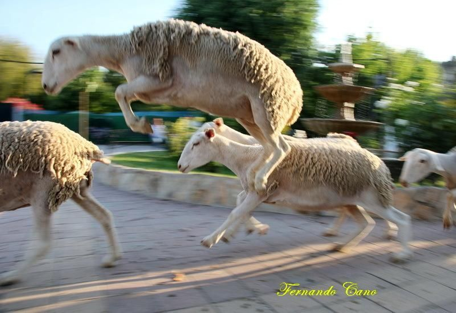 Las reses del ganadero Pablo Espinar hacen la trashumancia a su paso por Mogón.
