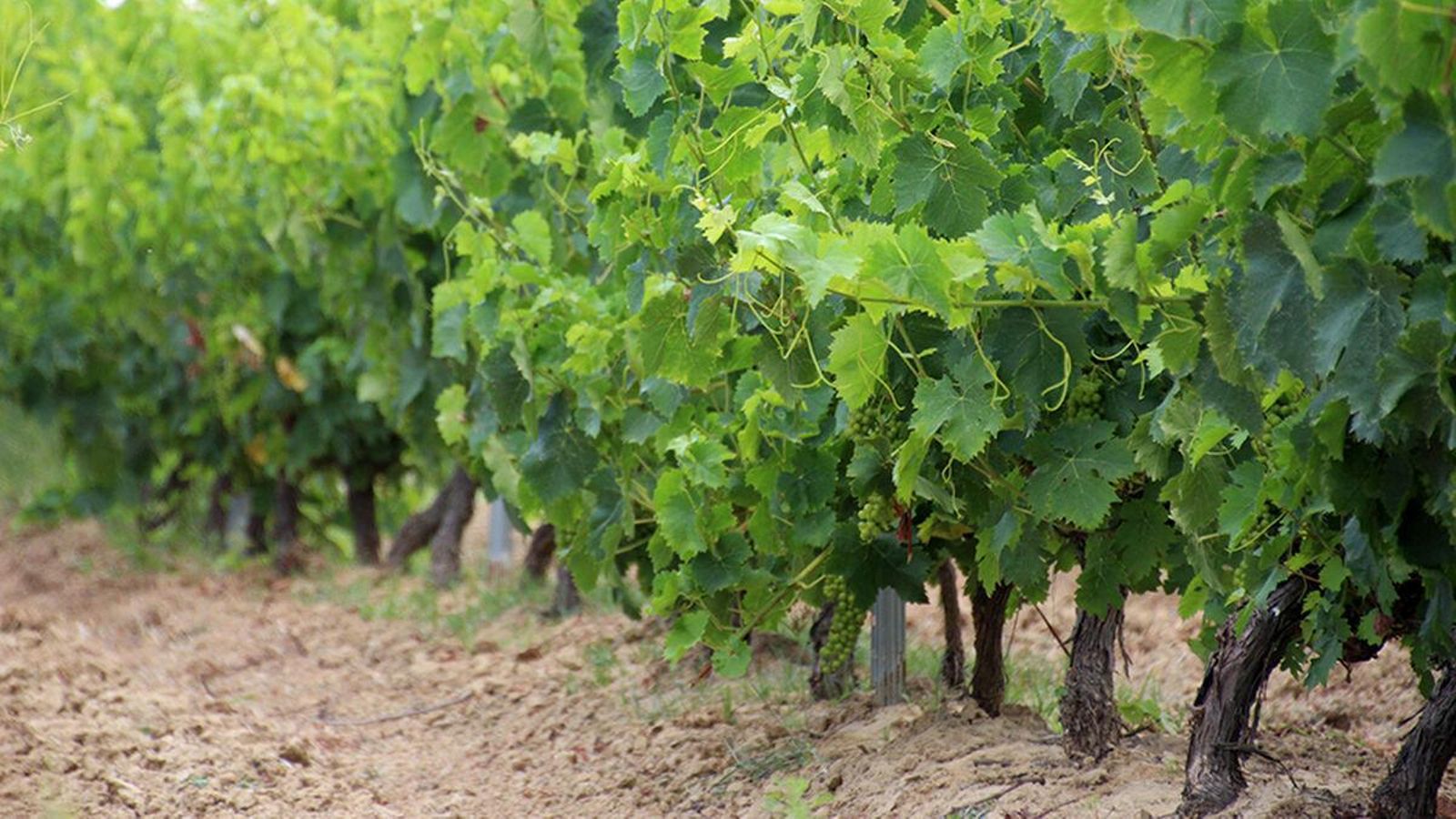 Viñas de la variedad Zalema.