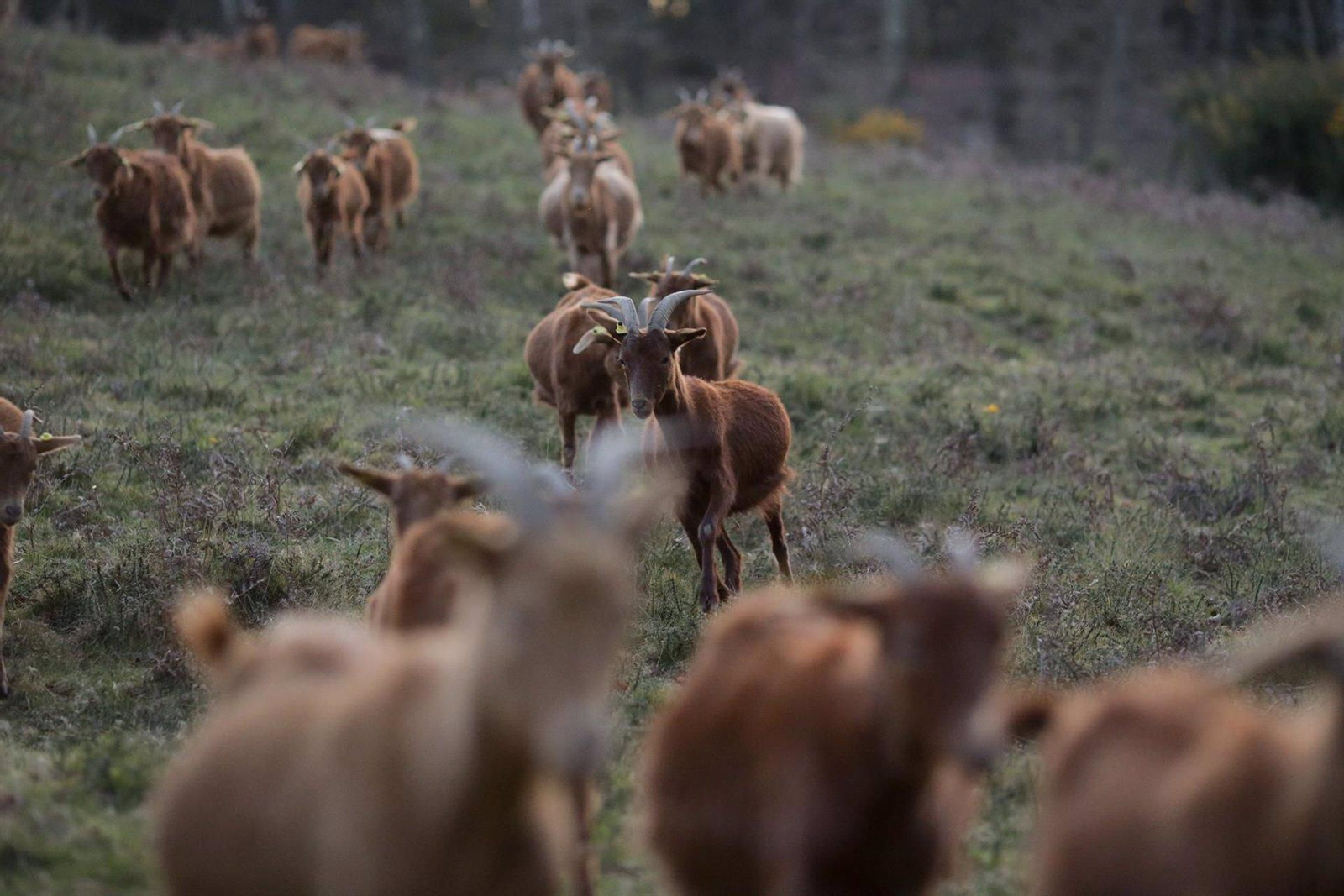 Un rebaño de cabras.