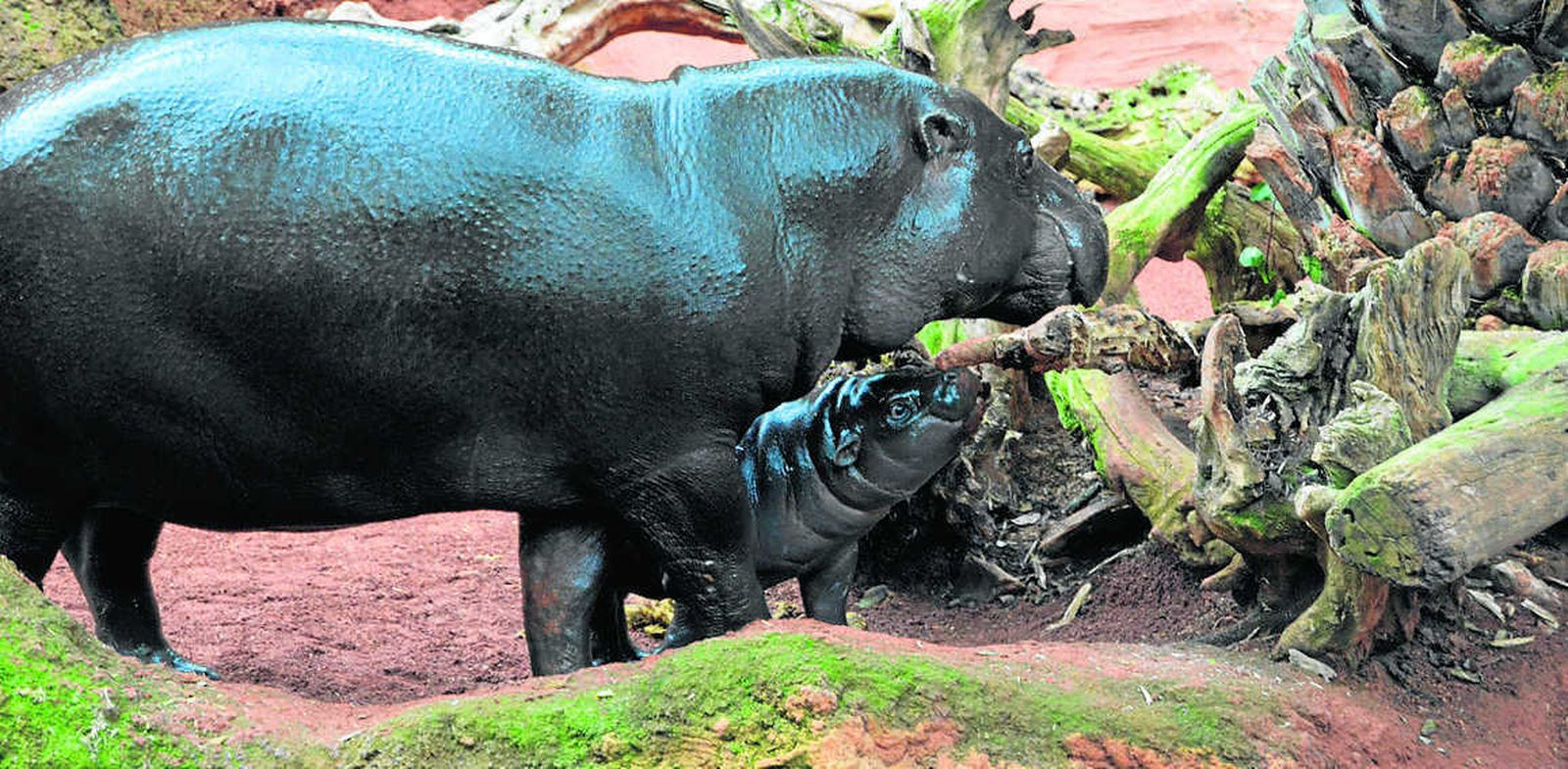 Cría del hipopótamo pigmeo junto a su madre.