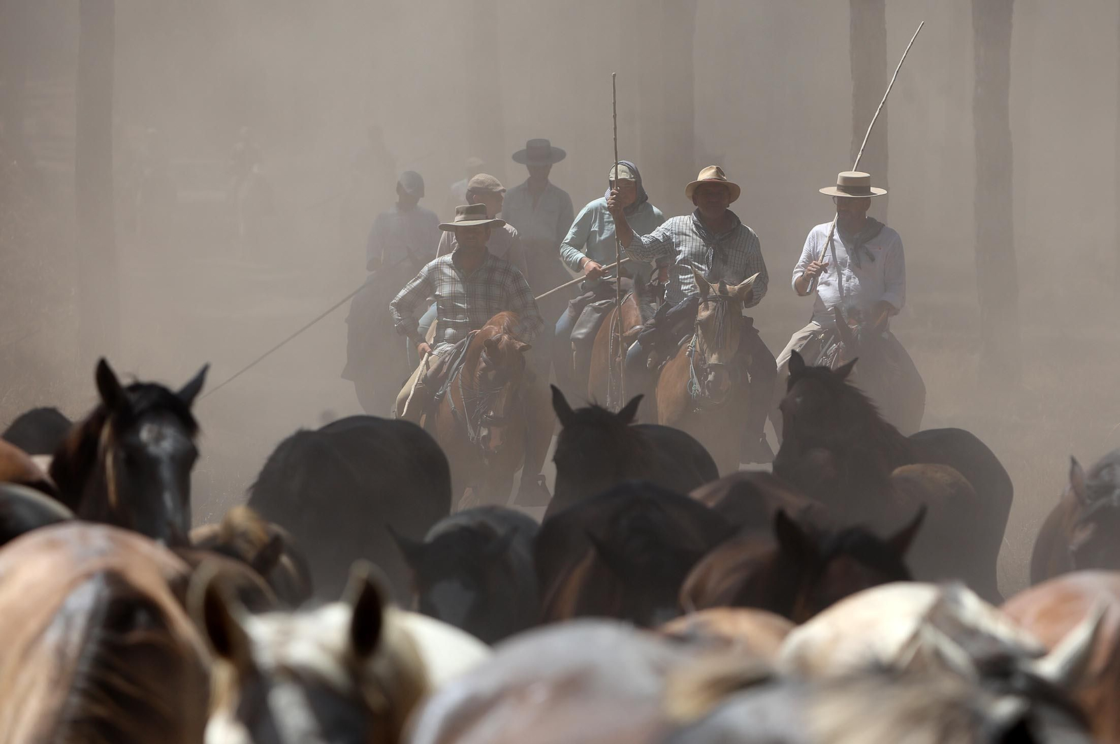 Las mejores imágenes de la Saca de las Yeguas 2025