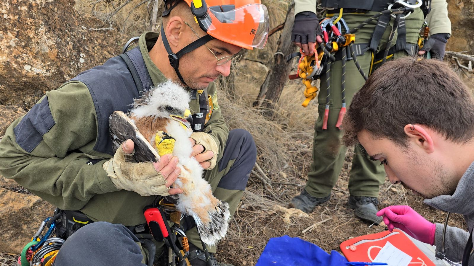 Agentes de medioambiente atienden a un pollo de Águila Perdicera.