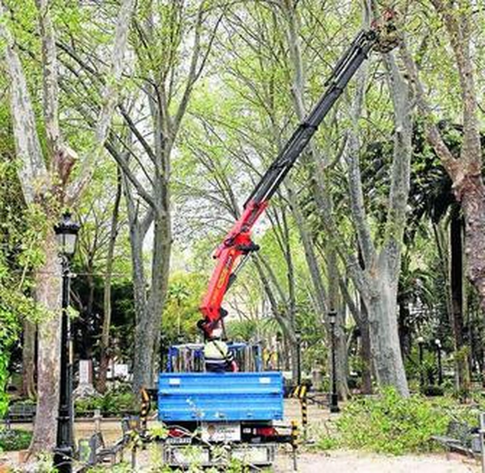 Uno de los podadores, en pleno trabajo en el parque.