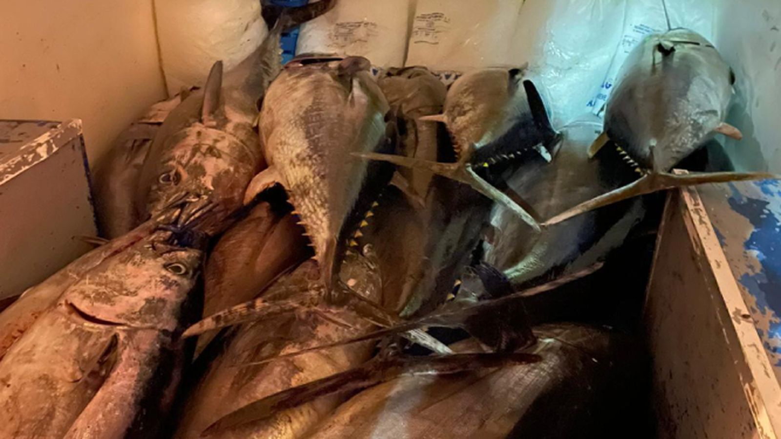 Los atunes intervenidos.