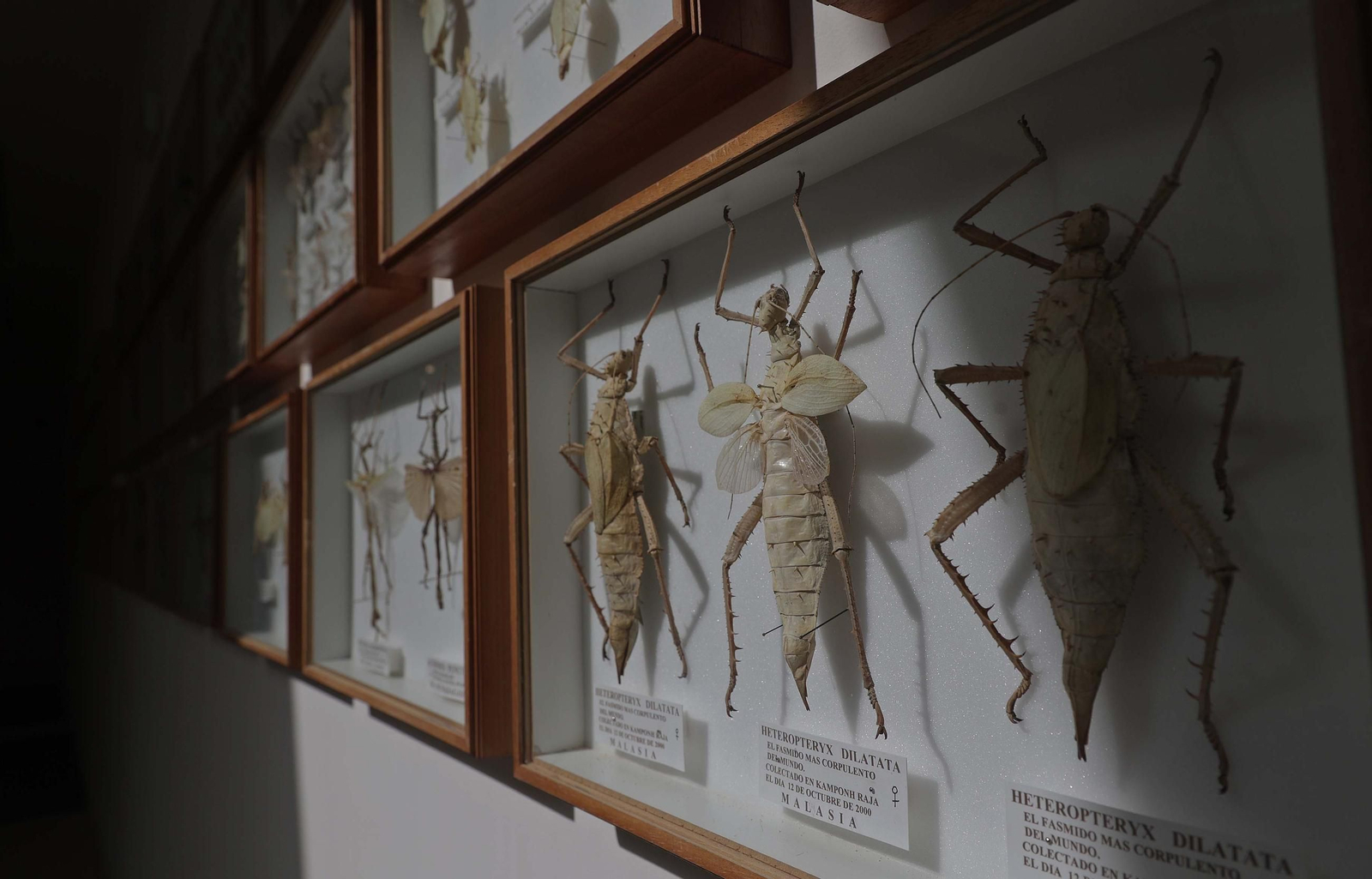 Fotos del Museo Cruz Herrera de La Línea