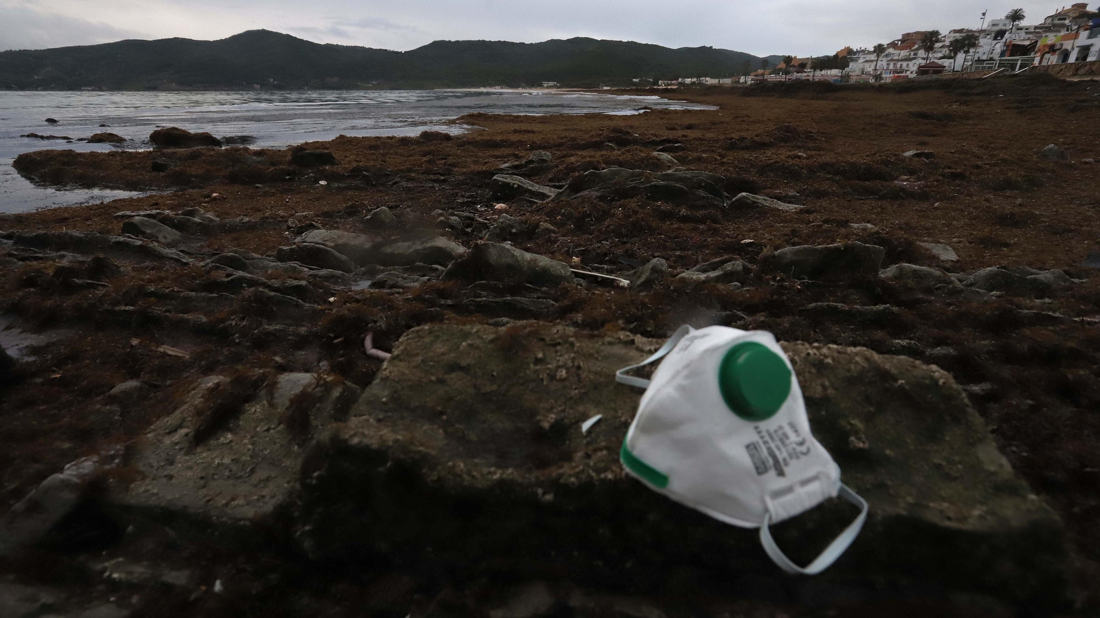 El alga invasora cubre de nuevo la playa de Getares