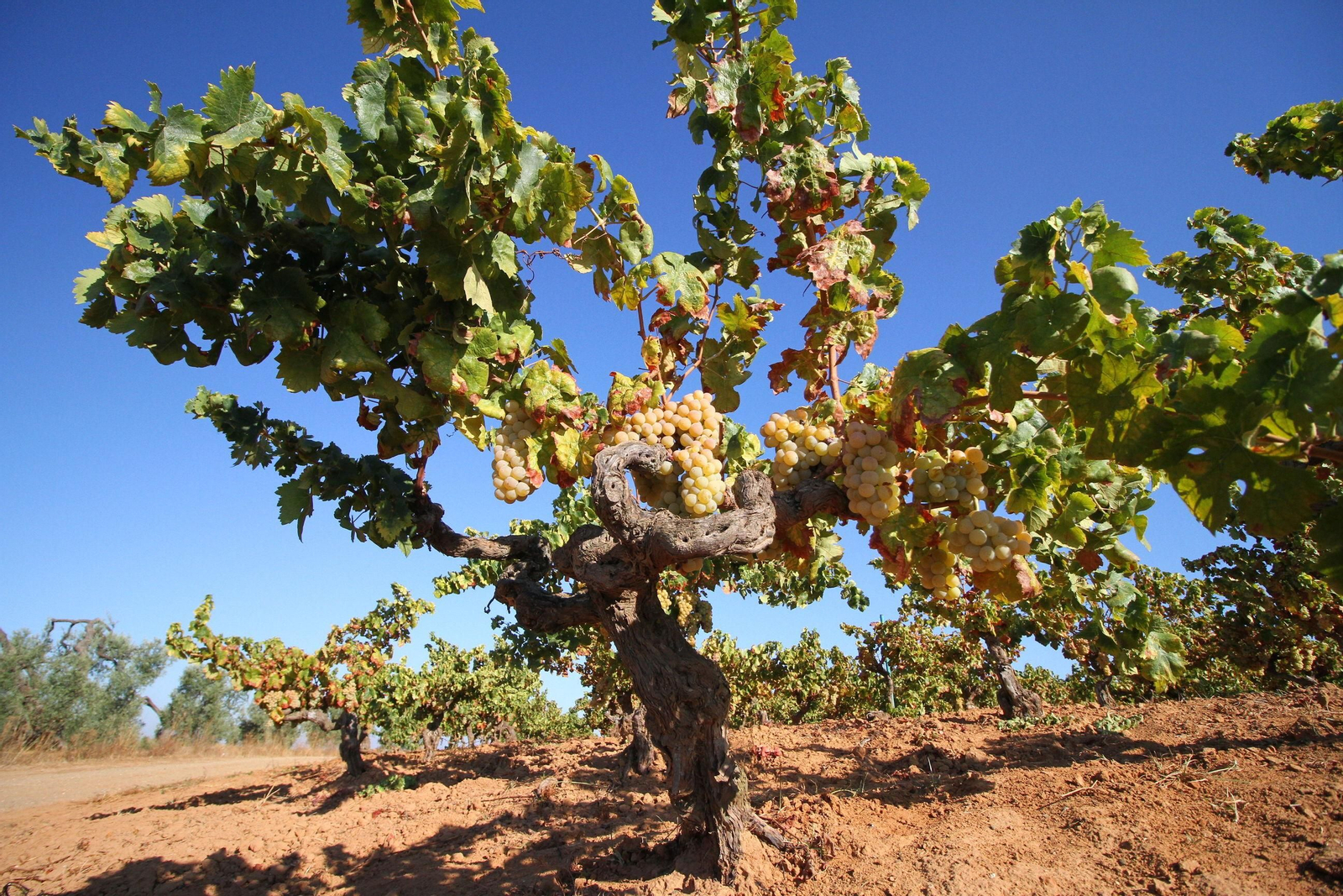 Una de las vides de uva zalema de las Cooperativa Vinícola de Bollullos Par del Condado.