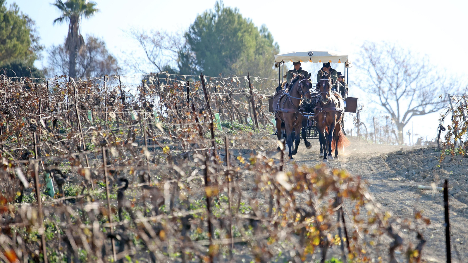 II Ruta Viñas de Jerez