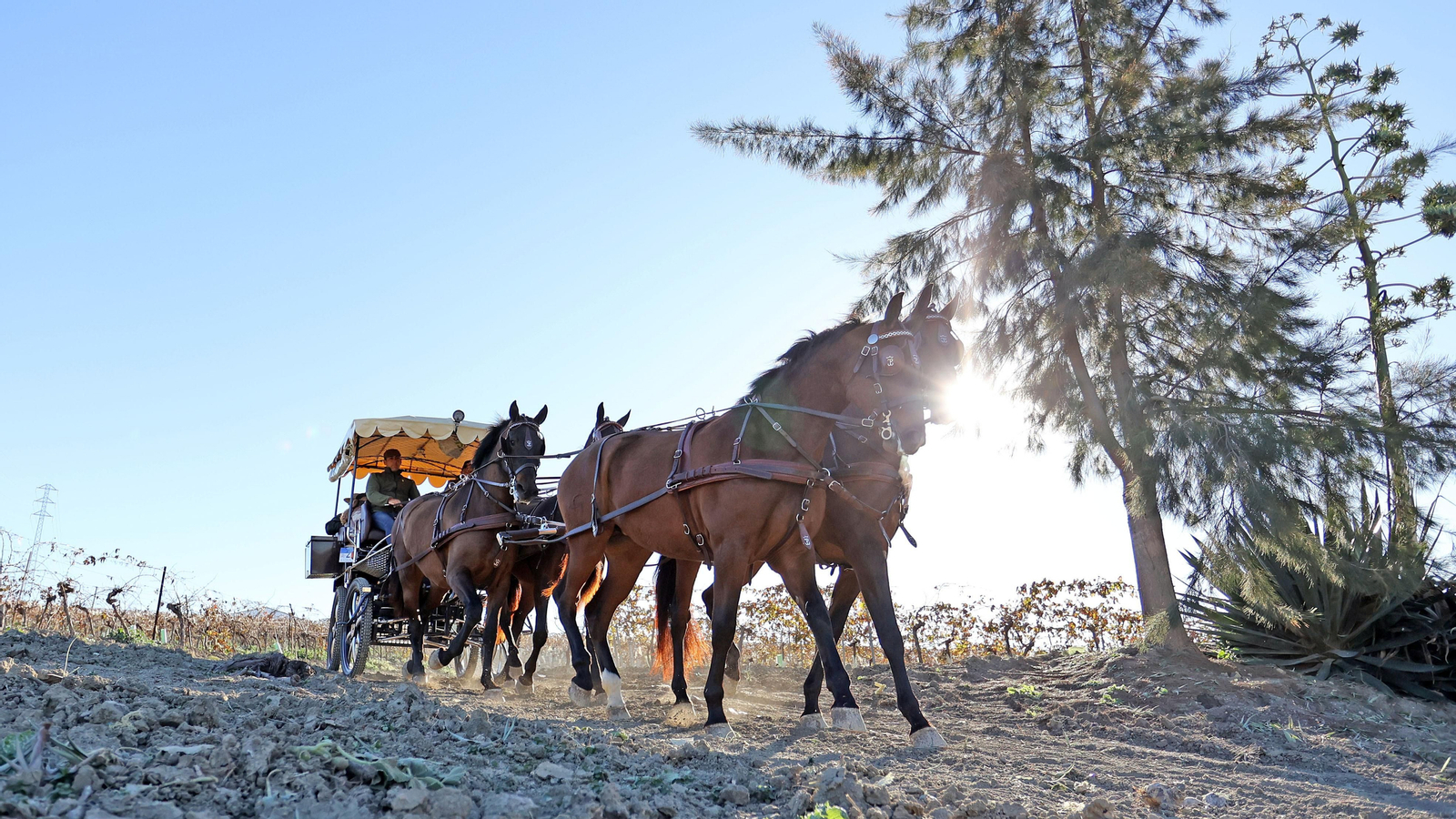 II Ruta Viñas de Jerez