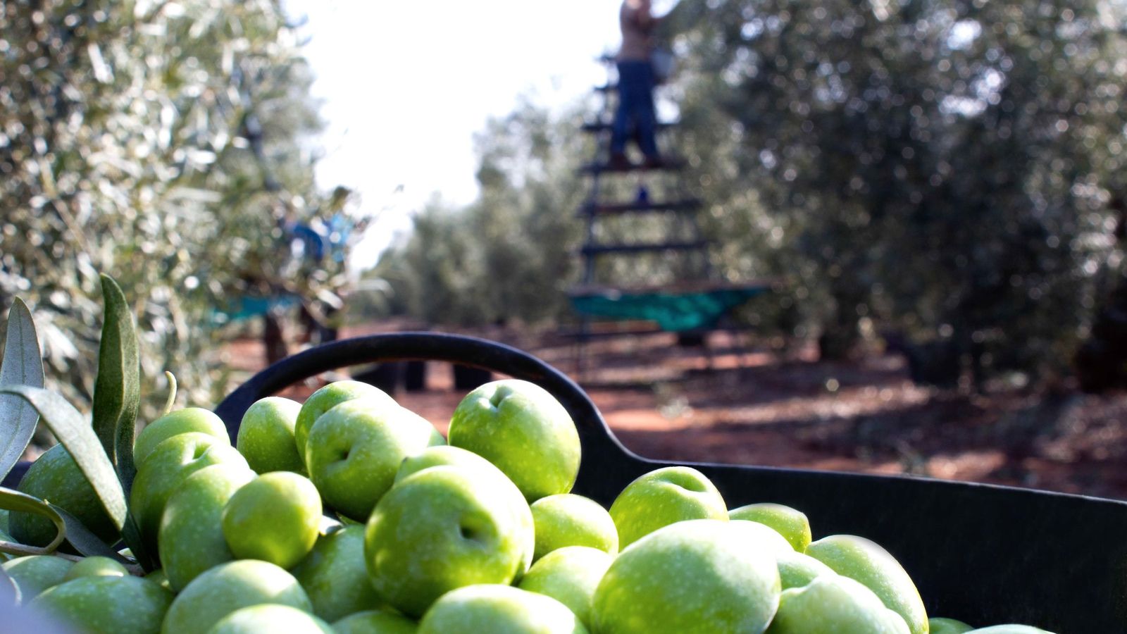 Producciones en principio seguras, como la aceituna, podrían también verse perjudicadas a medio plazo.