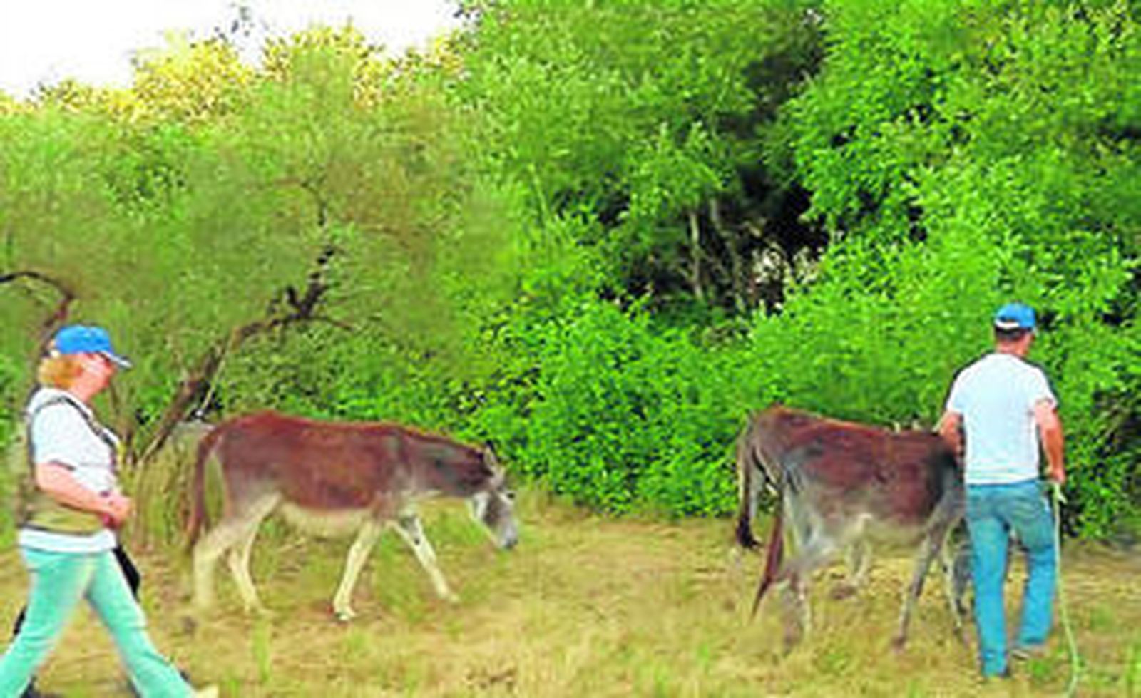 Los burros reciben las atenciones oportunas, preparándose así para la tarea de desbroce que tienen por delante.