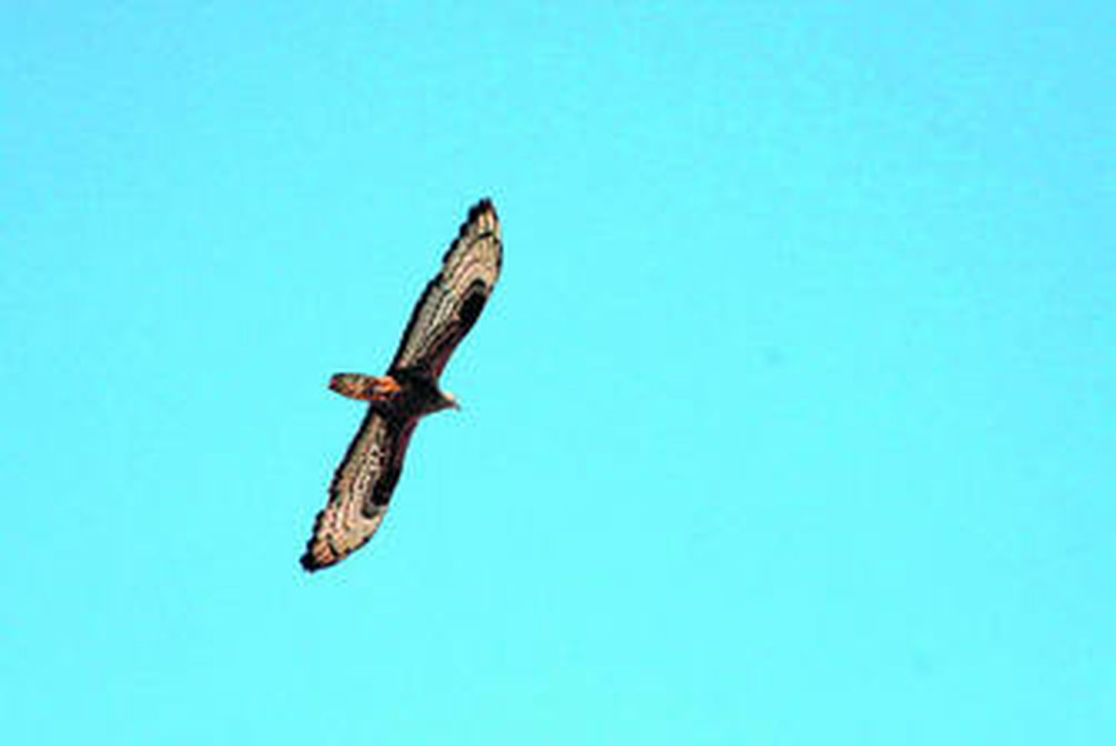 Un halcón abejero europeo en su vuelo por el Estrecho fotografiado por la fundación Migres.