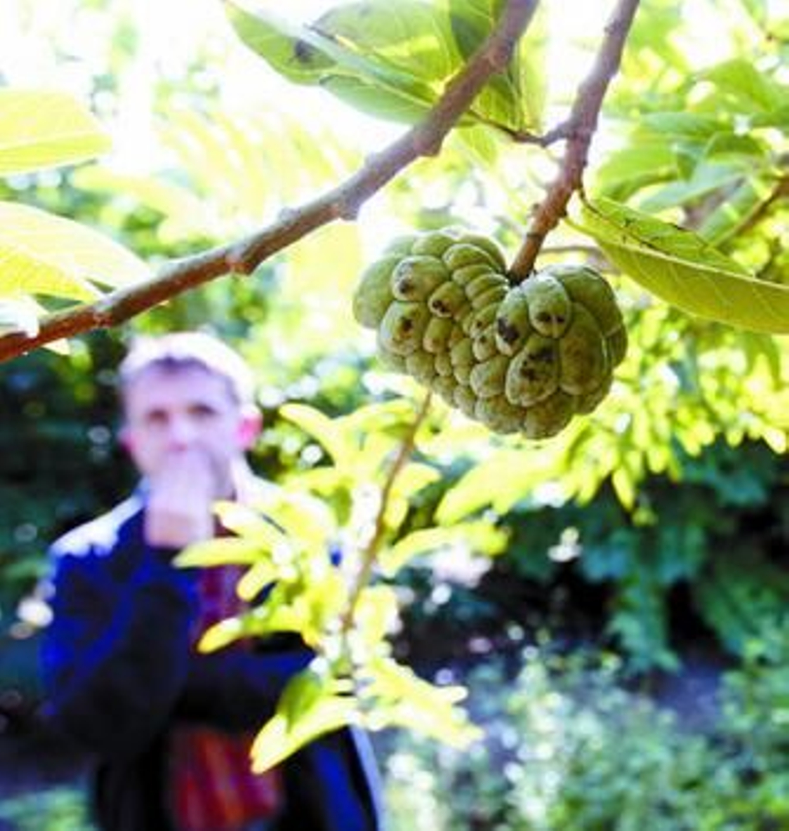 Las chirimoyas de Granada se hacen hueco en la Guía Repsol