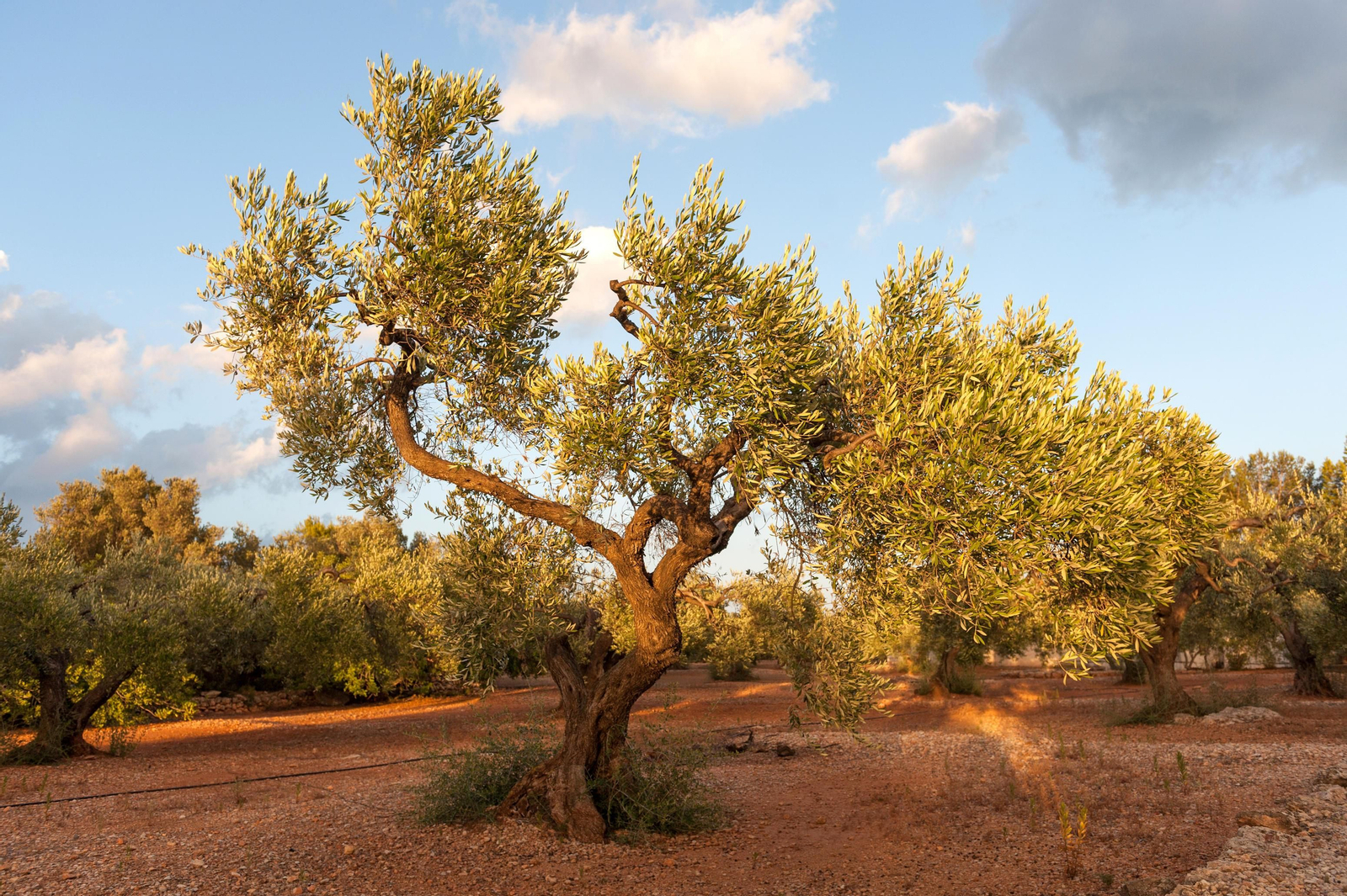 Una finca de olivos en Córdoba.