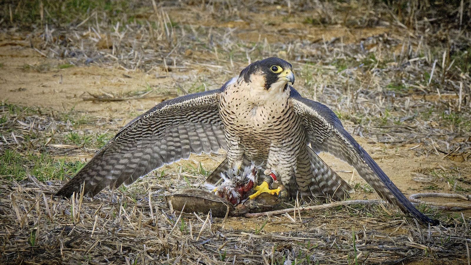 Un halcón criado por Damián.