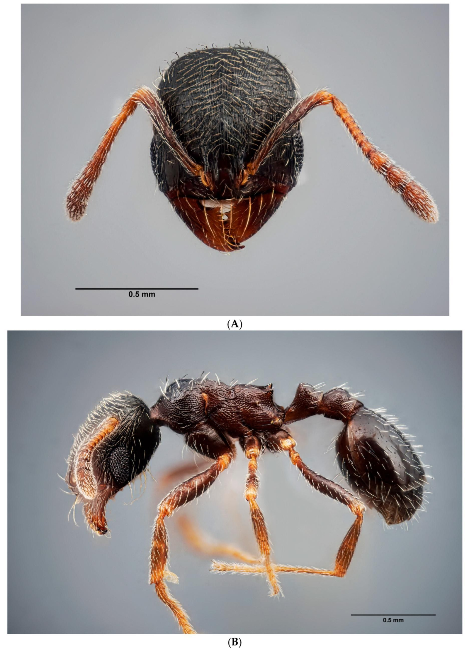 La nueva especie de hormiga hallada en Huelva La nueva especie de hormiga hallada en Huelva