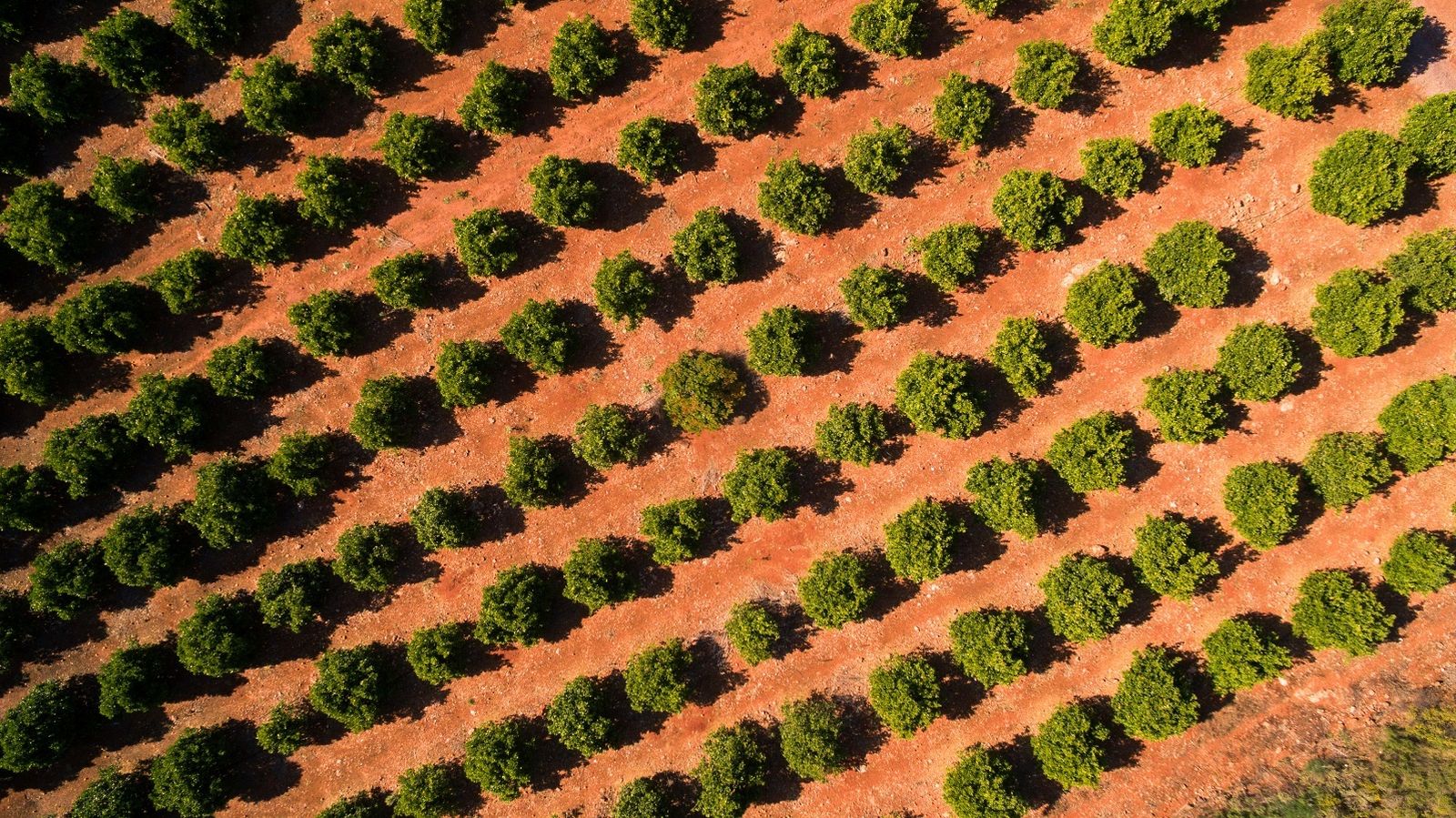 Plantación de cítricos
