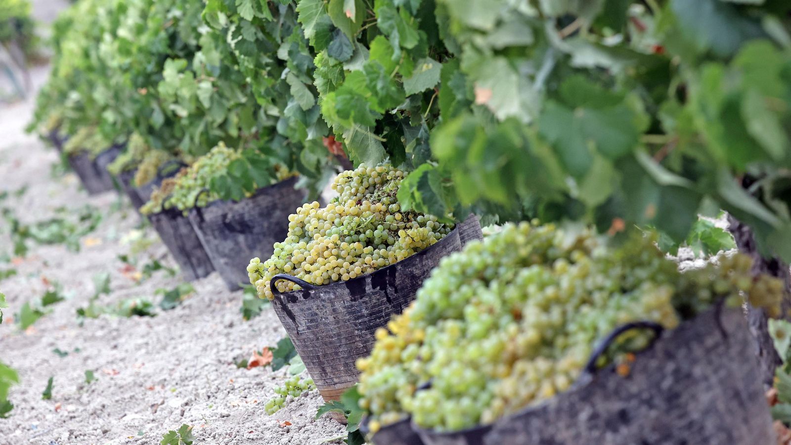 Otra imagen de la vendimia de este 2022.