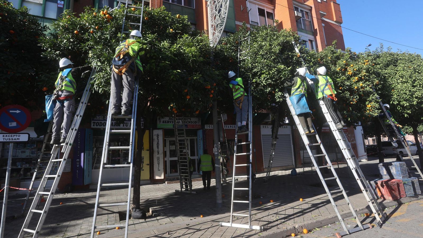 Varios operarios en el barrio Tiro de Línea de Sevilla.