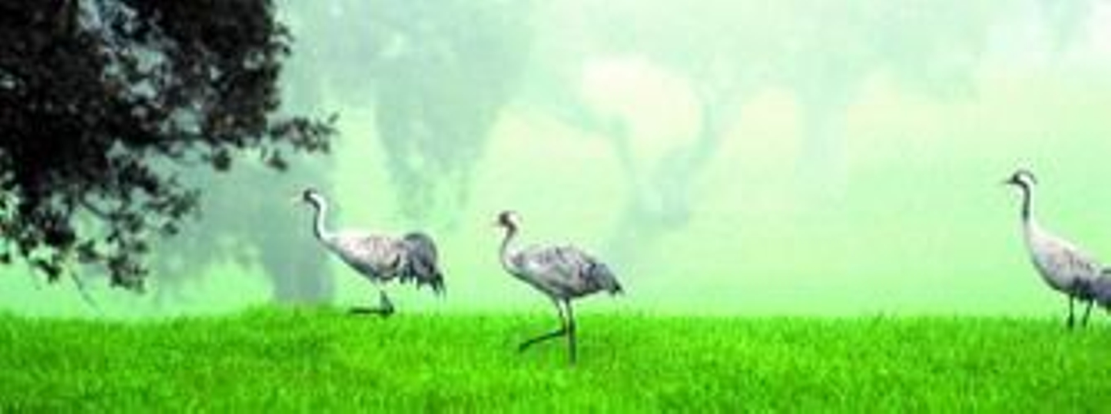 La grulla es una de las especies más característica de la zona de Hinojosa del Duque.