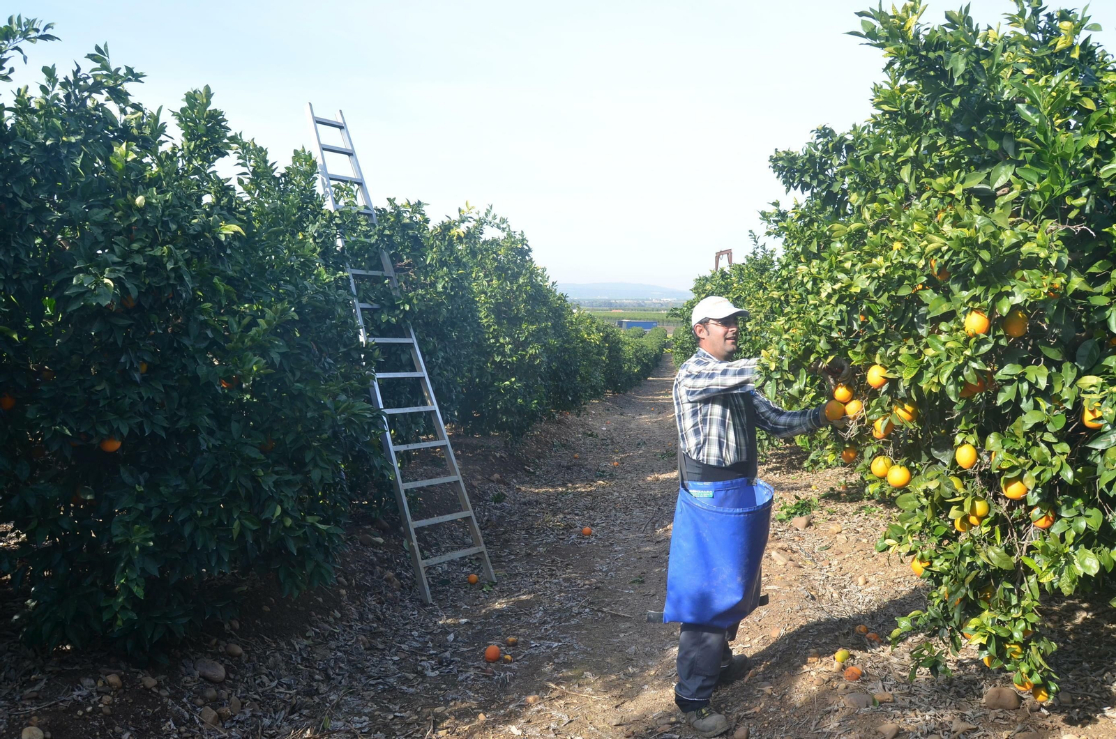 Un trabajador en la campaña de recolección de la naranja en la Vega del Guadalquivir.