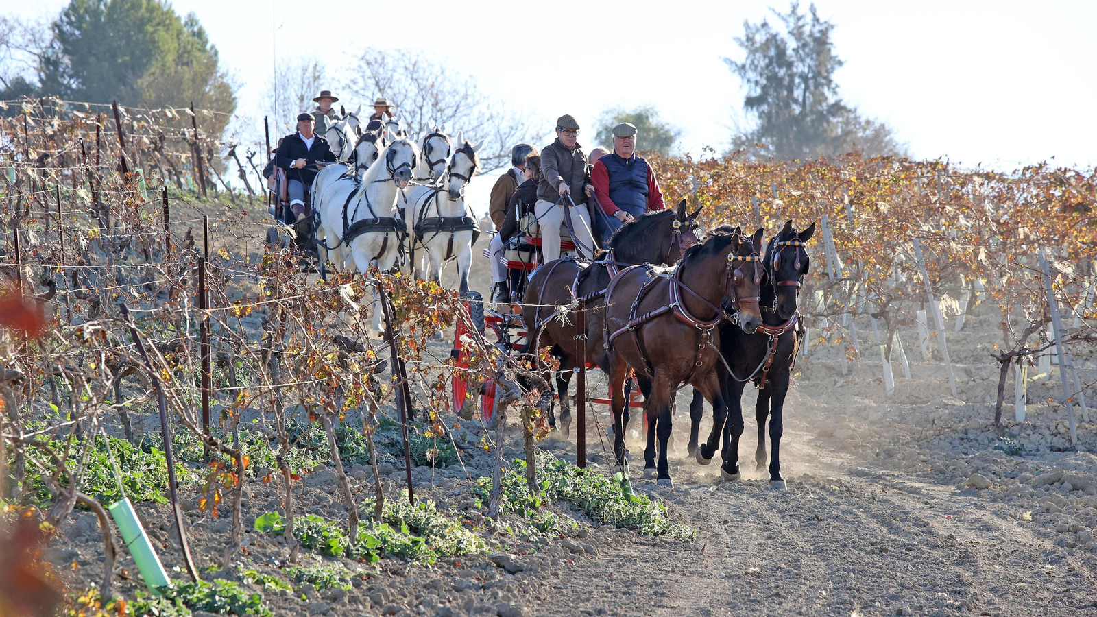 II Ruta Viñas de Jerez
