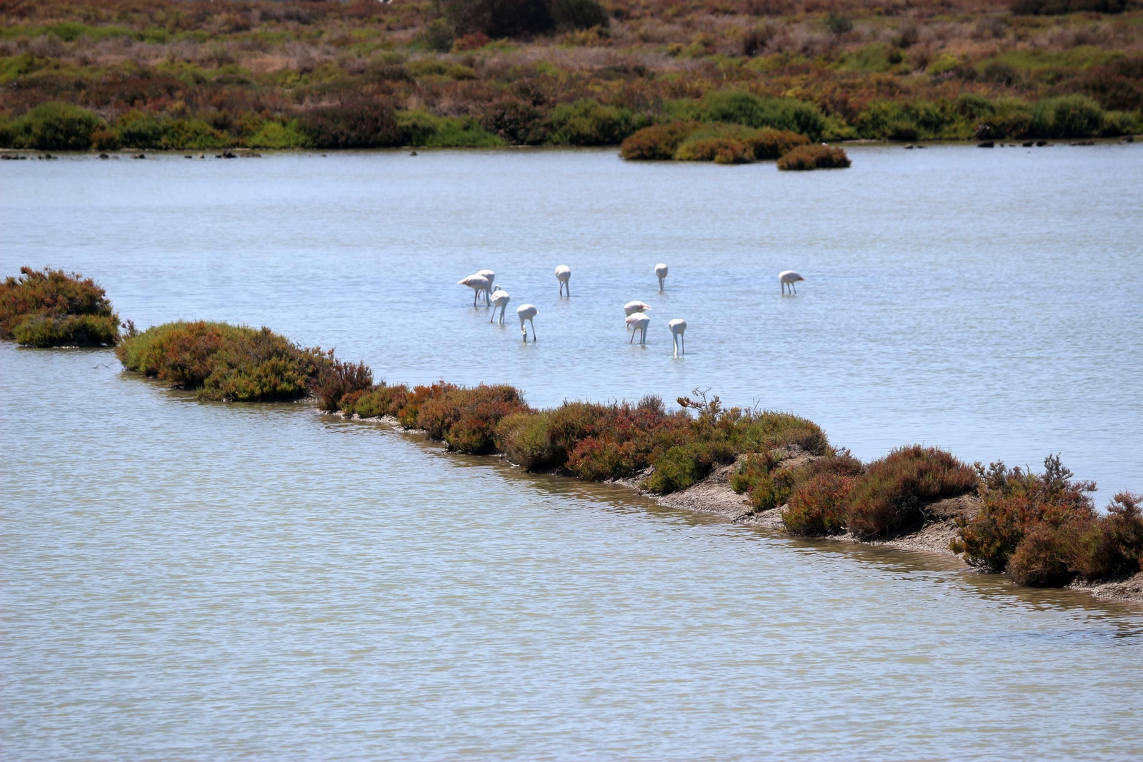 La recuperación de la Salina Balbanera, en imágenes