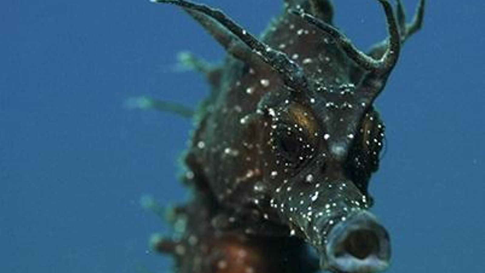 Detalle cabeza y hocico