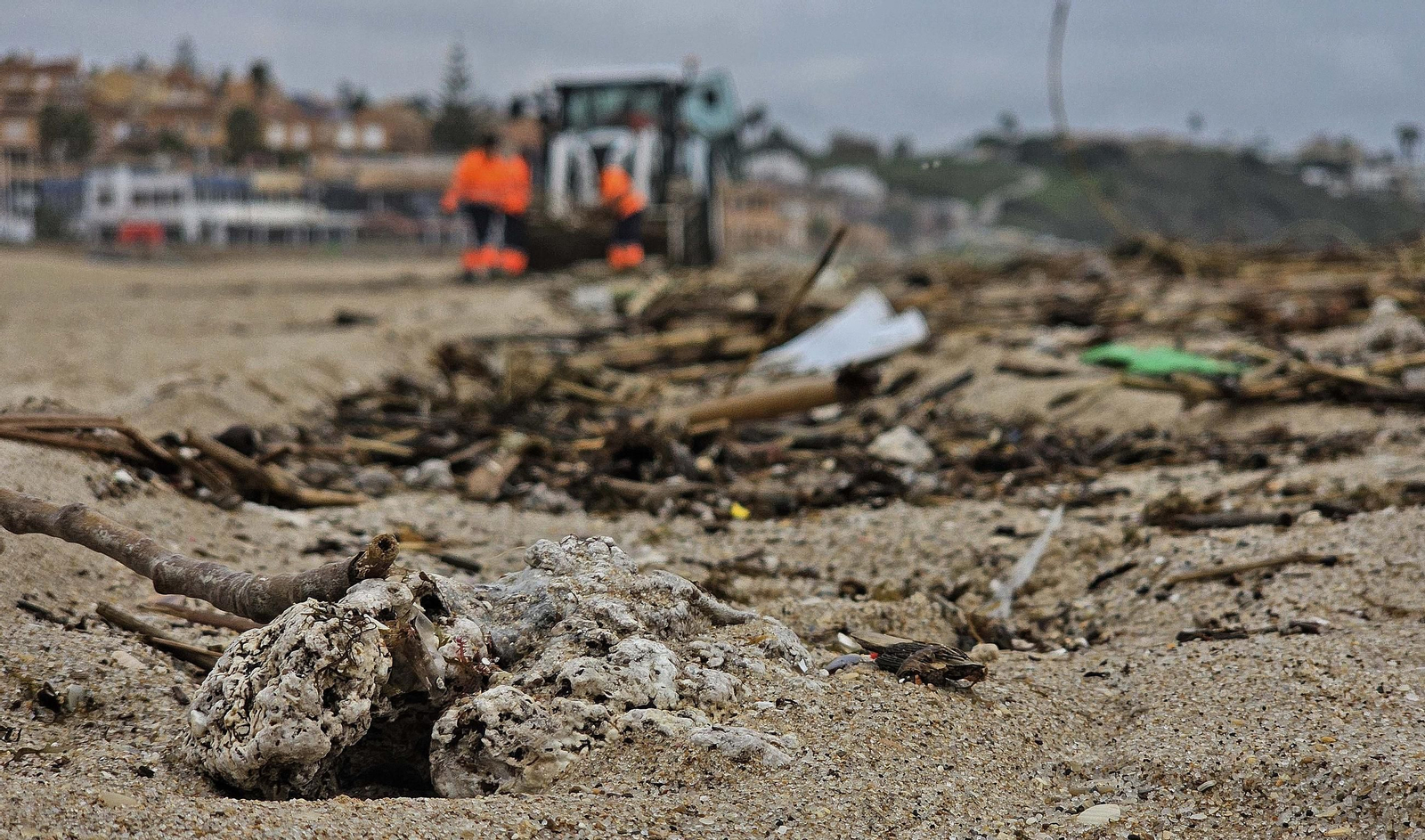Fotos de la limpieza de las bolas blancas en la playa de Getares en Algeciras