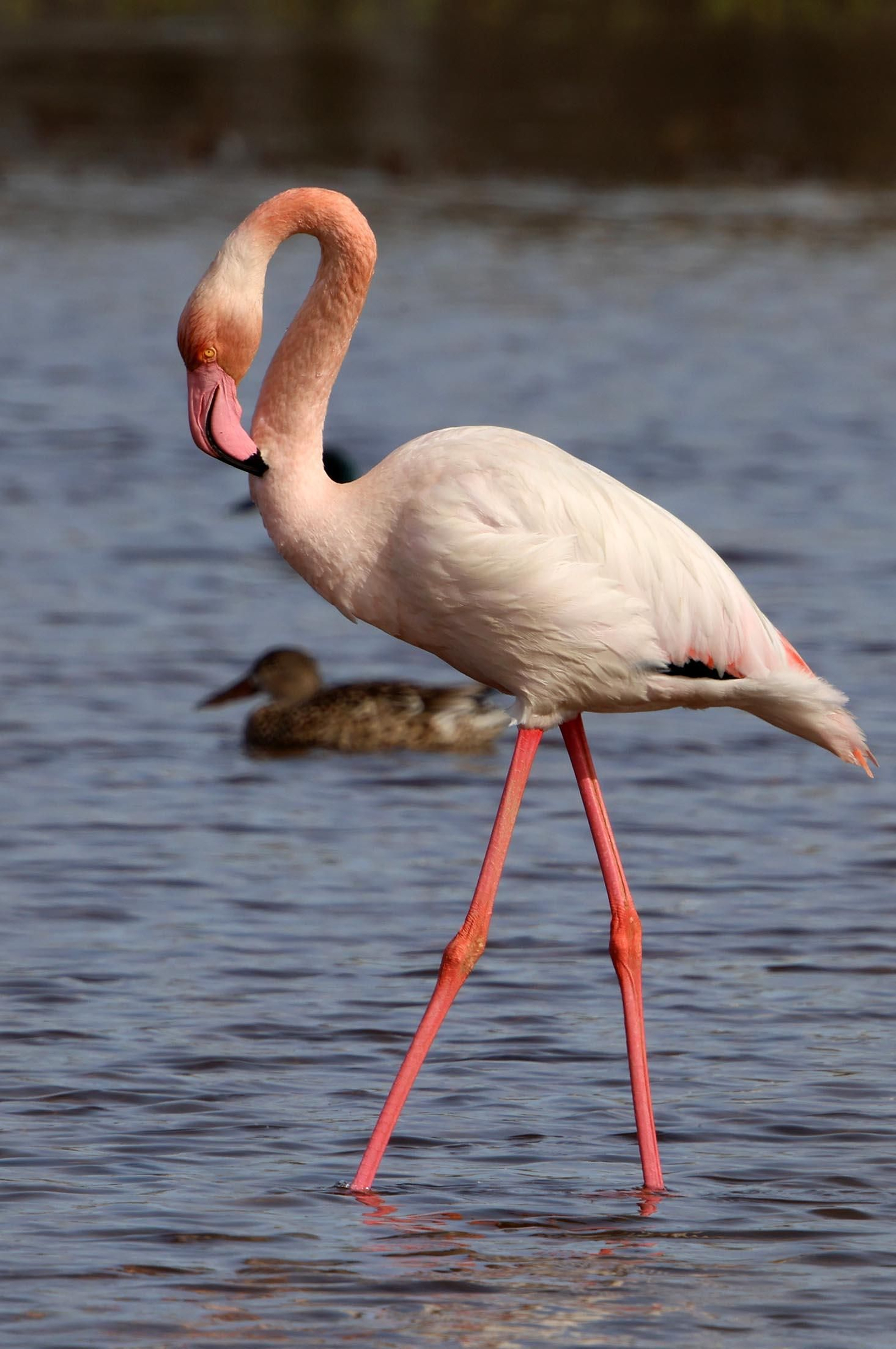 Imágenes de Marismas del Odiel, un Paraje Natural en la confluencia de las desembocaduras de los ríos Tinto y Odiel