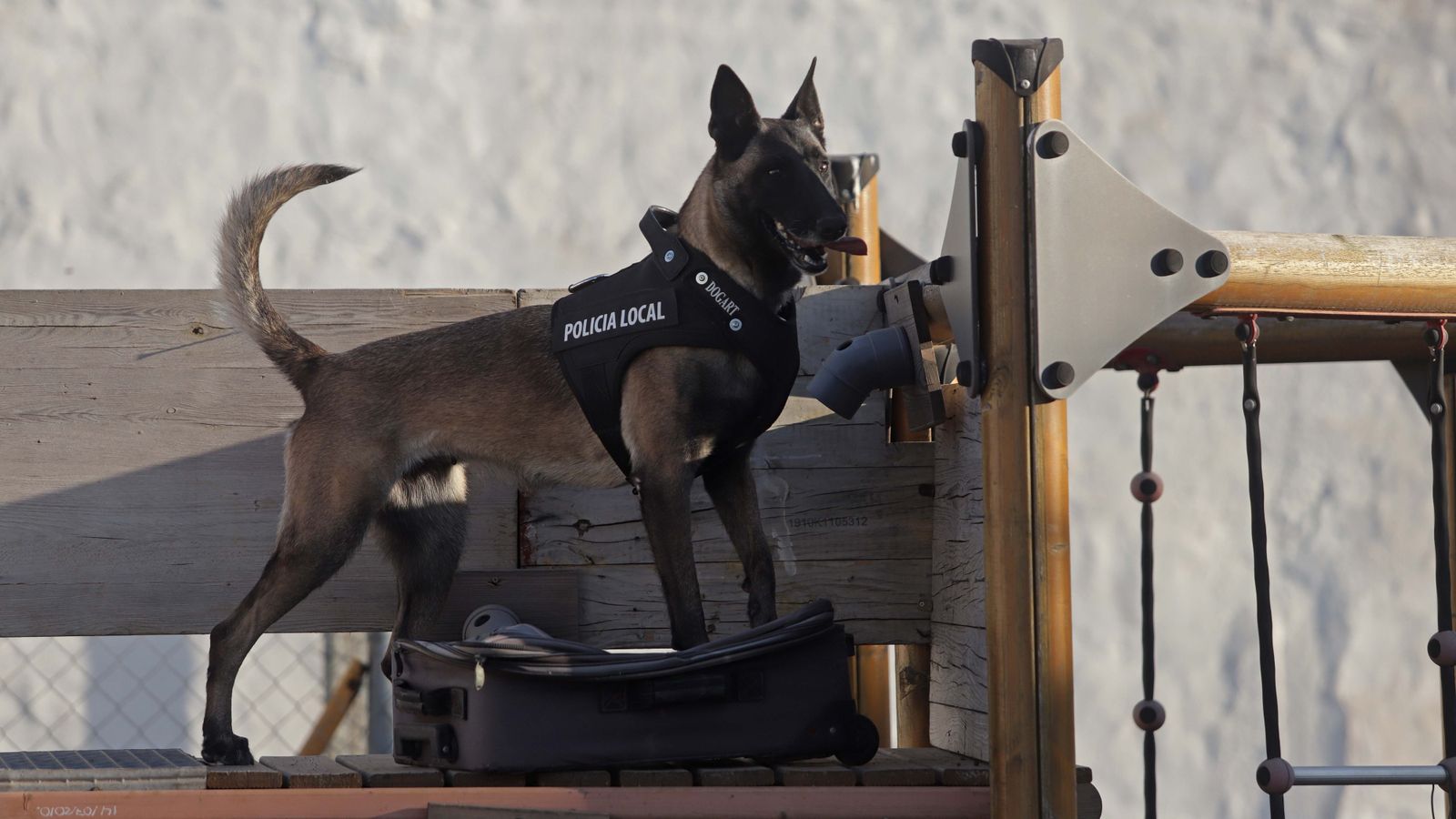 Uno de los perros de la UCAL en una demostración de detección