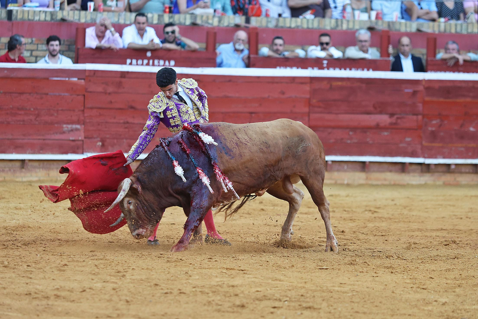 Toros La Merced 2024 Novillada con picadores(