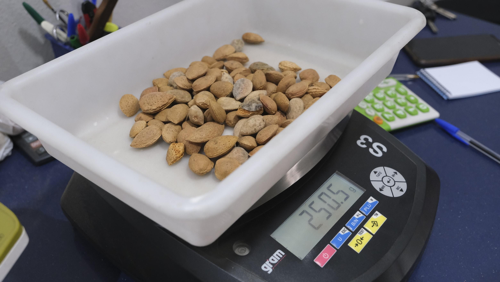 Imágenes de la almendra ecológica de Chirivel