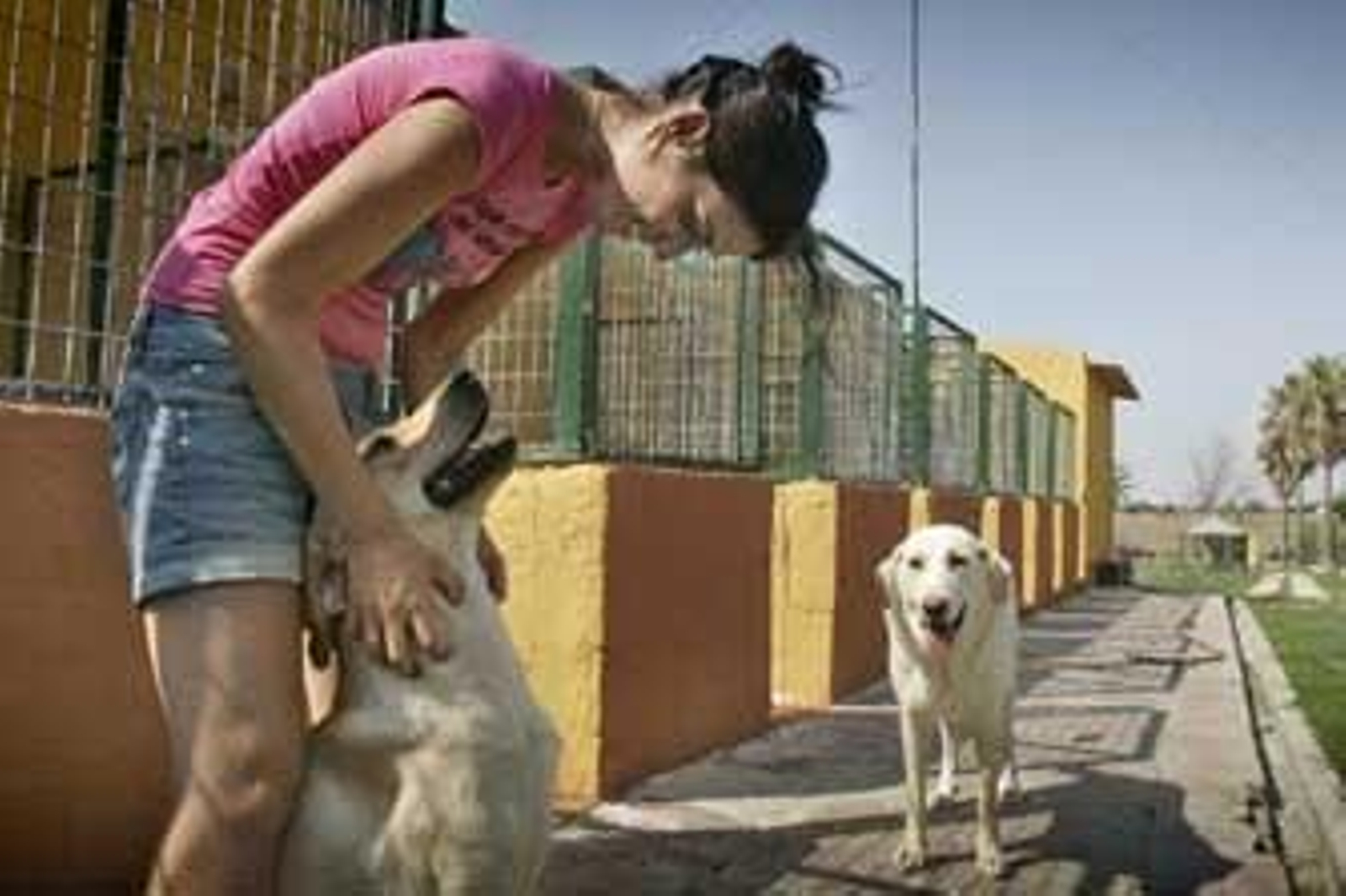 Melania Pacheco, auxiliar de veterinaria del nuevo centro, juega con sus labradores en las instalaciones puertorrealeñas, que están en obras. /Lourdes de Vicente