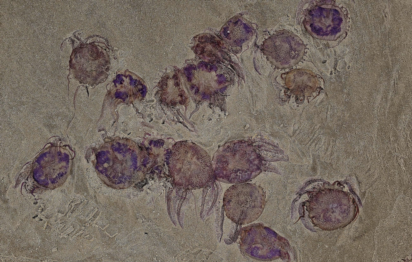 Fotos de las medusas en las playas de Algeciras