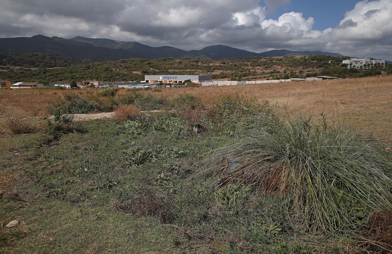 Imágenes de los nuevos cadáveres de caballos en el muladar ilegal de Pajarete en Algeciras