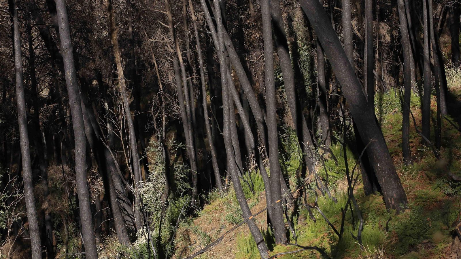 Rebrote de monte bajo.