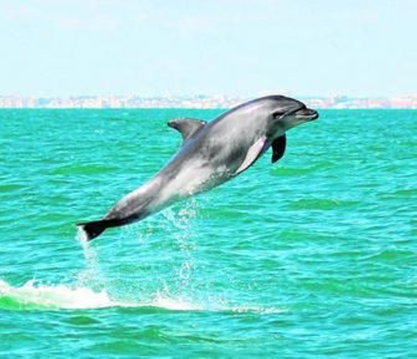 Un ejemplar de delfín mular en la costa de Matalascañas.