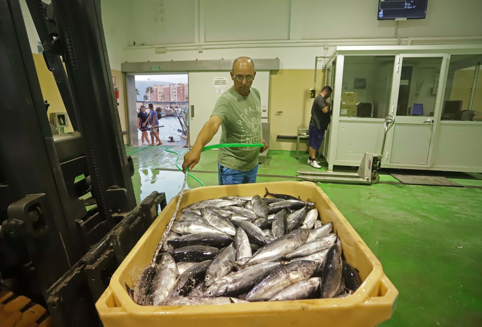 Una descarga de melva en el puerto de La Atunara, en La Línea, en septiembre de 2018.