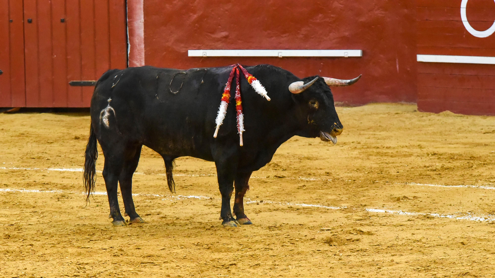 El festejo mixto de la Feria Real de San Roque, en imágenes