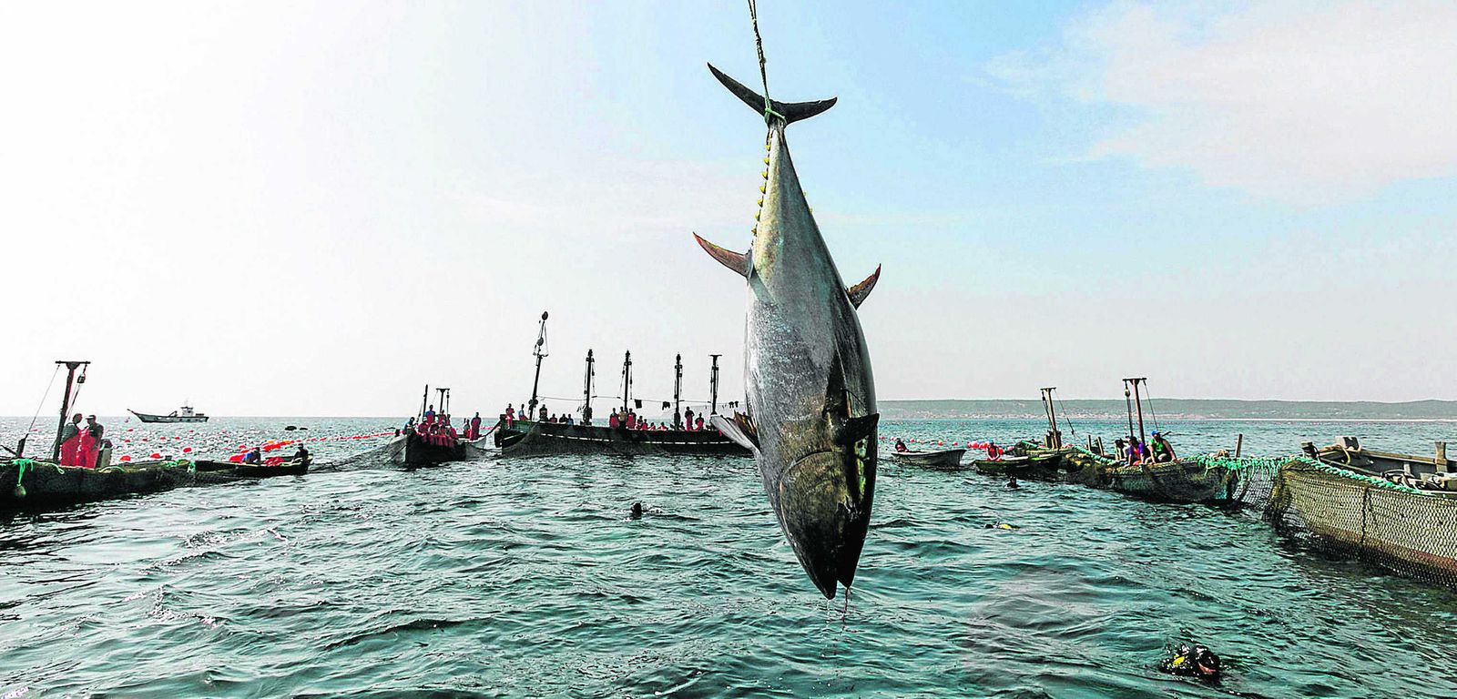 El primero de los atunes capturados ayer en la almadraba de Barbate es izado del mar a uno de los barcos.