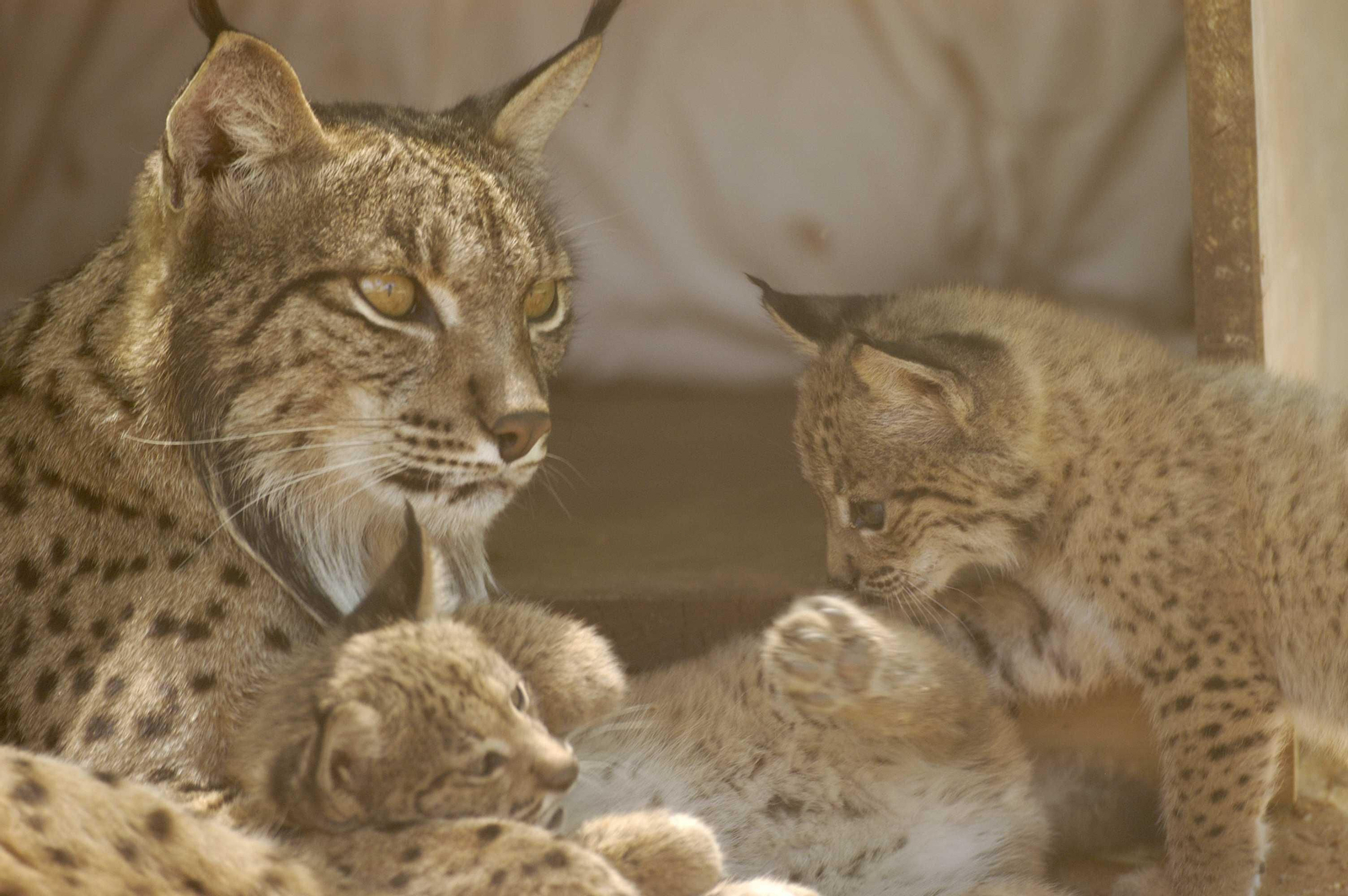 Día Internacional del Lince Ibérico: Doñana, paraíso para la observación