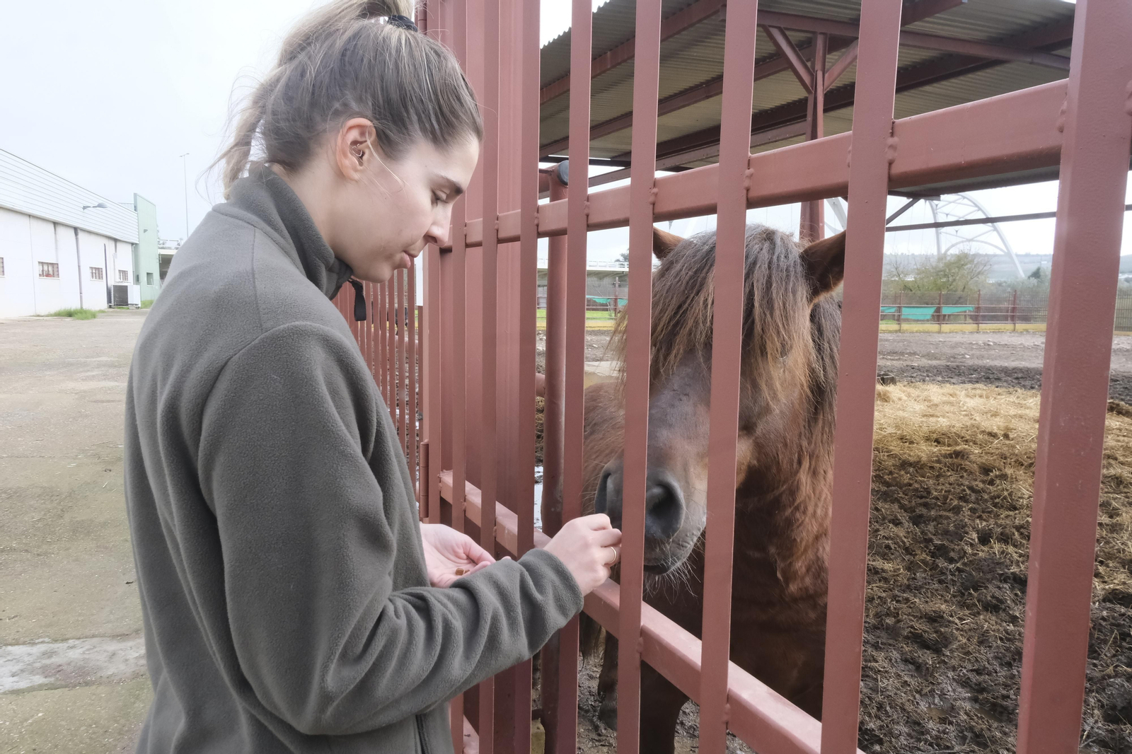 Un paseo por el Centro de Salud y Bienestar Animal de Córdoba, en imágenes
